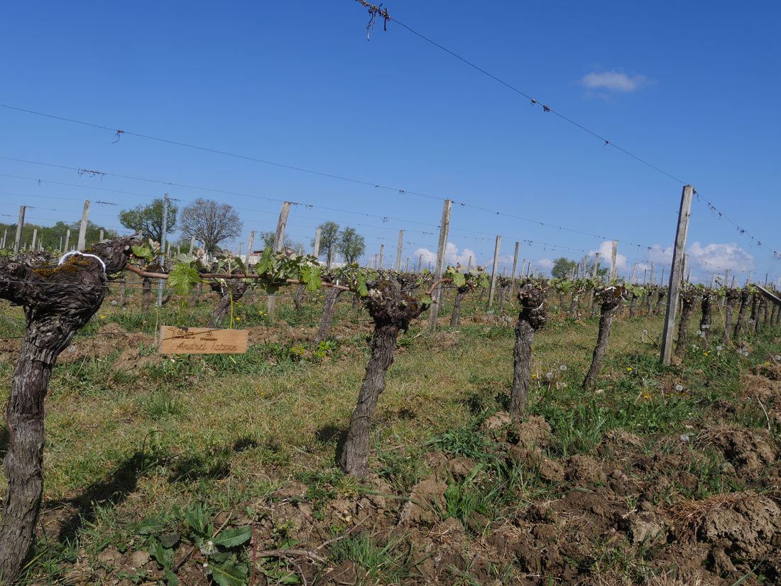 Виноградник на урожай